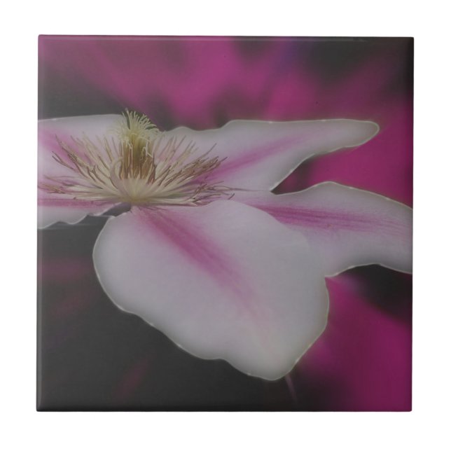 White Clematis Flower Nature Tile (Front)