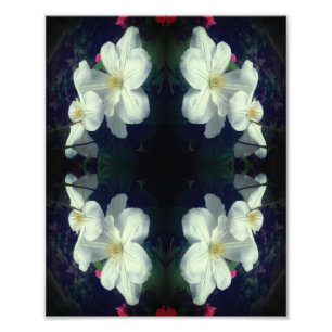 White Clematis Flower Pair Abstract 8x10 Photo Print