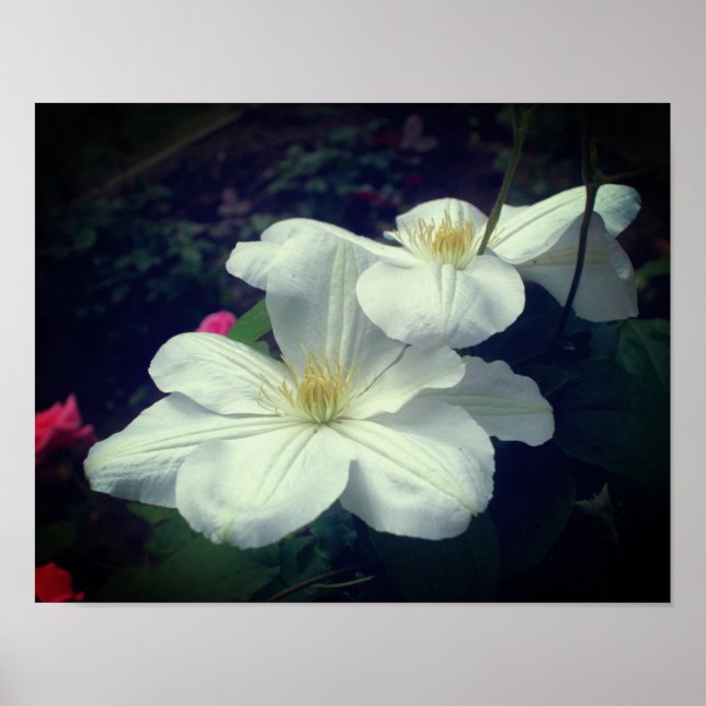 White Clematis Flower Pair  Poster (Front)