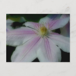 White Clematis Flower Petals Postcard