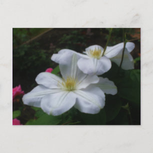 White Clematis Pair Flower Postcard