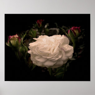 White Cloud Rose Poster