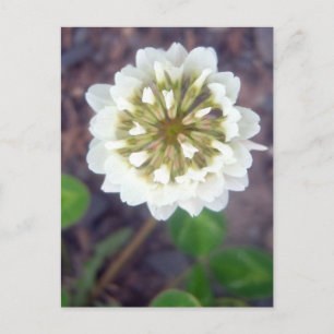 White Clover Blossom 1 Postcard