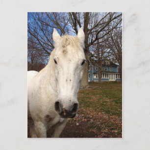 White  Clydesdale Postcard