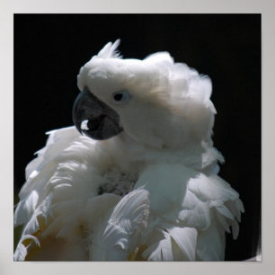 White Cockatoo Bird Poster