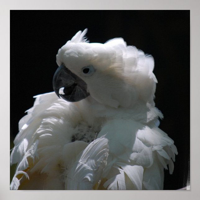 White Cockatoo Bird Poster (Front)