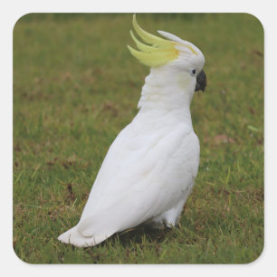 White Cockatoo Square Sticker