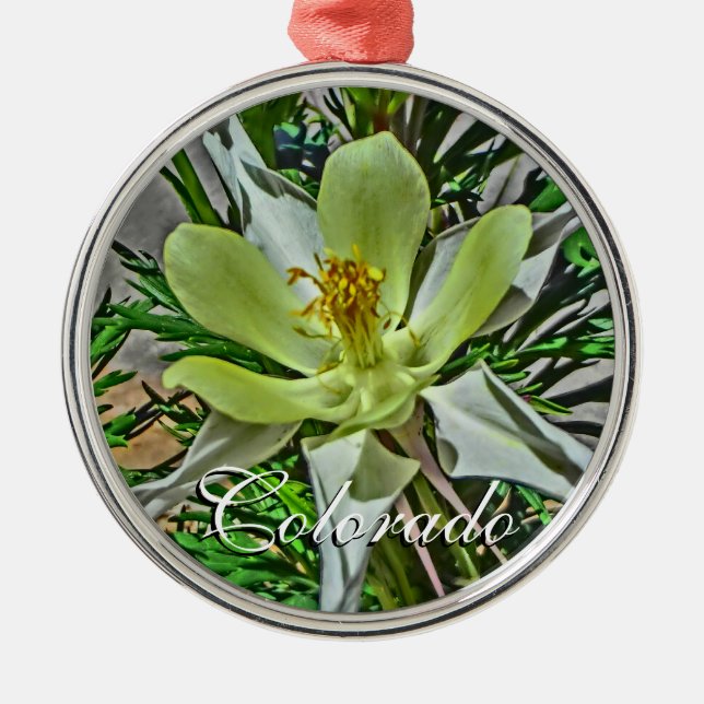 White Colorado columbine flower ornament (Front)