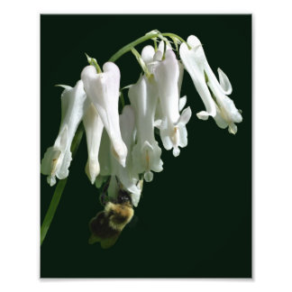 White Columbine Flower And Bumble Bee 8x10 Photo Print
