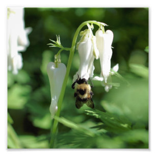 White Columbine Flower And Bumble Bee 8x8 Photo Print