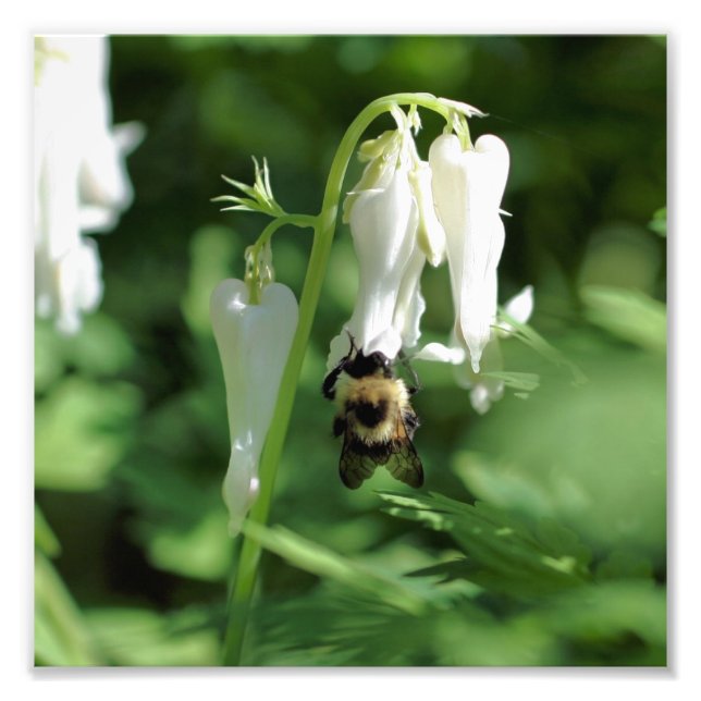 White Columbine Flower And Bumble Bee 8x8 Photo Print (Front)