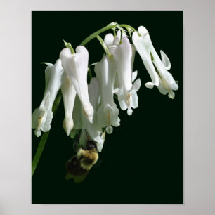 White Columbine Flower And Bumble Bee  Poster