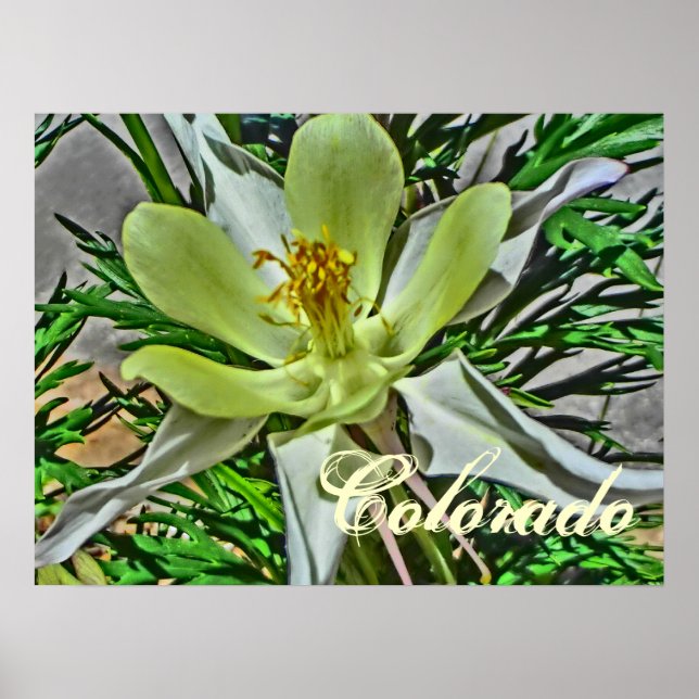 White columbine flower poster (Front)