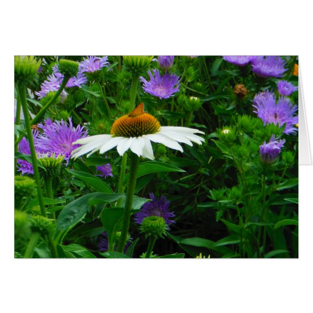 White Cone flower, purple flowers and moth (Front Horizontal)