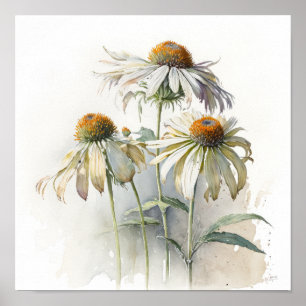 White Coneflowers Art Print Poster