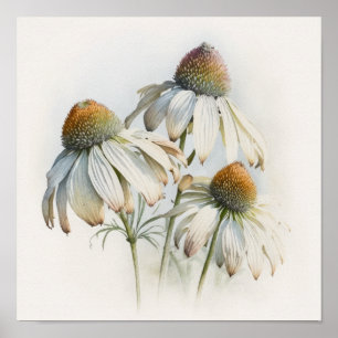 White Coneflowers Art Print Poster