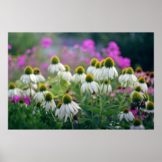 White Coneflowers Echinacea White Swan Poster (Front)