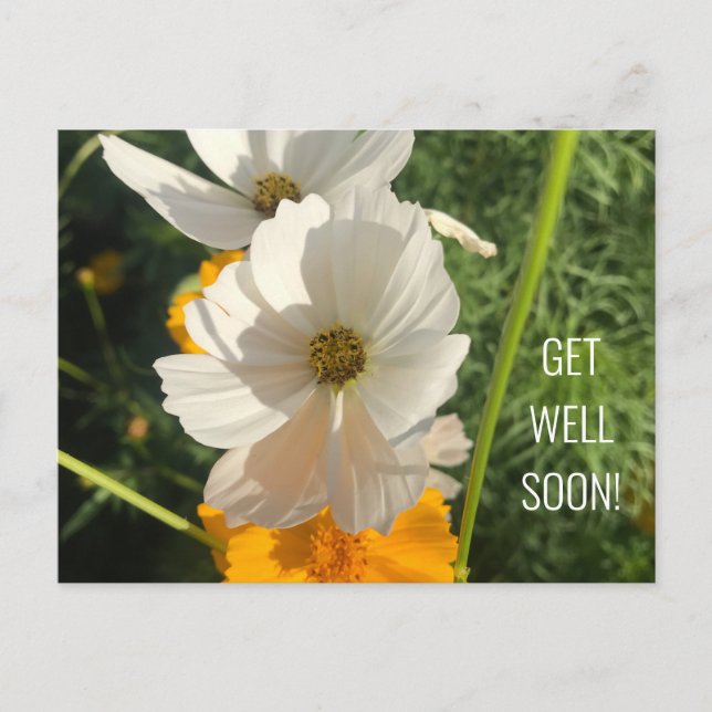 WHITE COSMO FLOWER GET WELL SOON POSTCARD (Front)