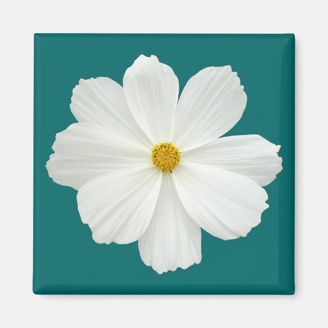 White Cosmos Flower Magnet (Front)