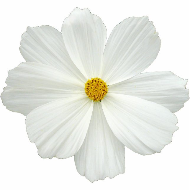 White Cosmos Flower Photo Sculpture Magnet (Front)