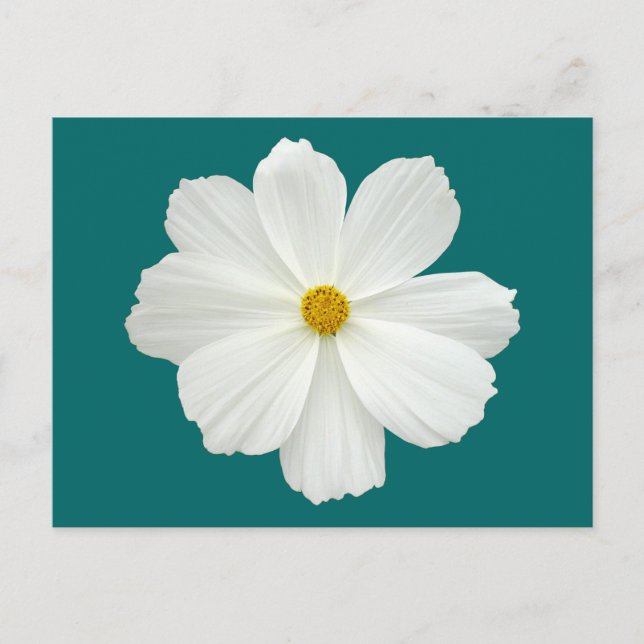 White Cosmos Flower Postcard (Front)