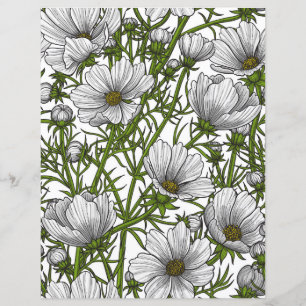 White cosmos flowers
