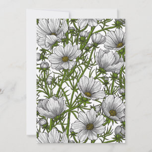 White cosmos flowers