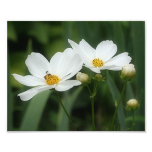 White Cosmos Flowers And Honey Bee 8x10 Photo Print
