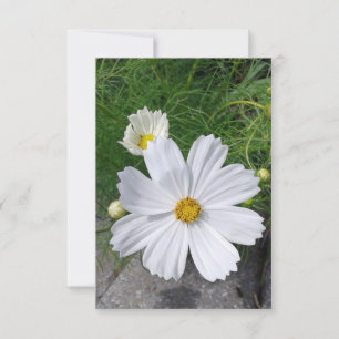 White Cosmos Flowers Blank Greeting Card