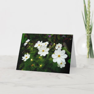 White Cosmos Flowers Card