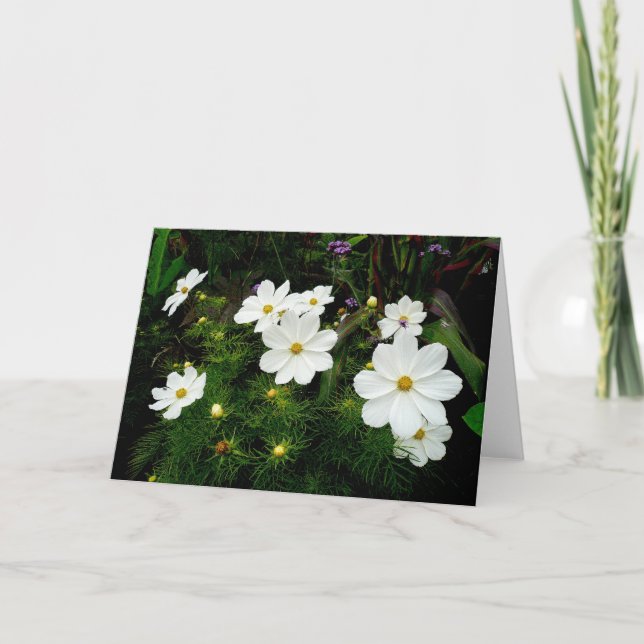 White Cosmos Flowers Card (Front)