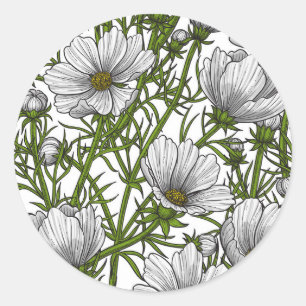 White cosmos flowers classic round sticker