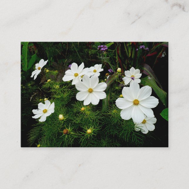 White Cosmos Flowers, Mini Photo Business Card (Front)