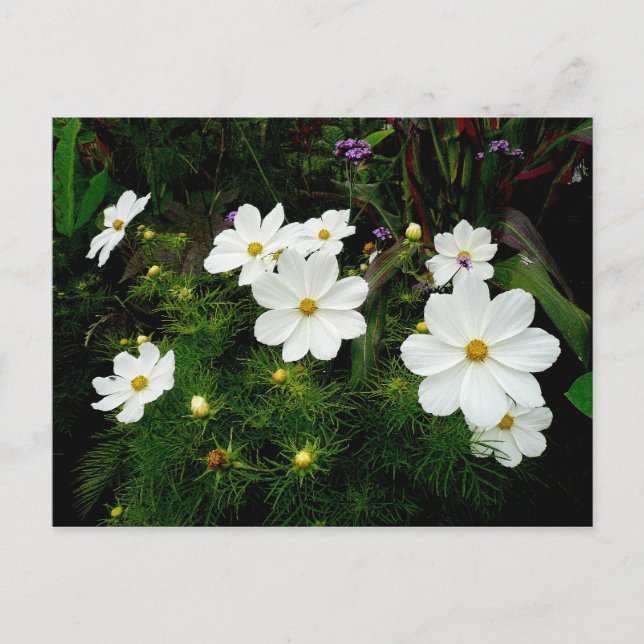 White Cosmos Flowers Postcard (Front)