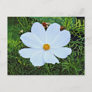 White Cosmos Postcard