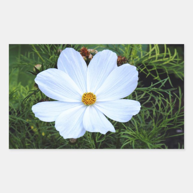 White Cosmos Rectangular Sticker (Front)