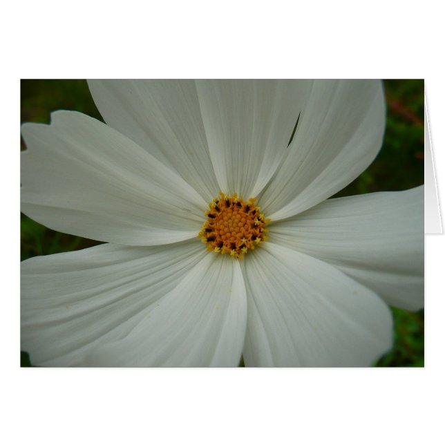 White Cosmos Summer Wildflower Floral (Front Horizontal)