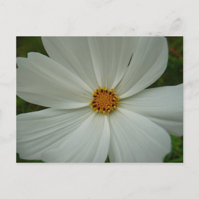 White Cosmos Summer Wildflower Floral Postcard (Front)