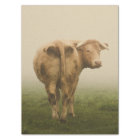 White Cow Bull looking Back in a Foggy Field