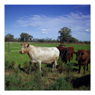 White Cow Leading The Herd, Poster