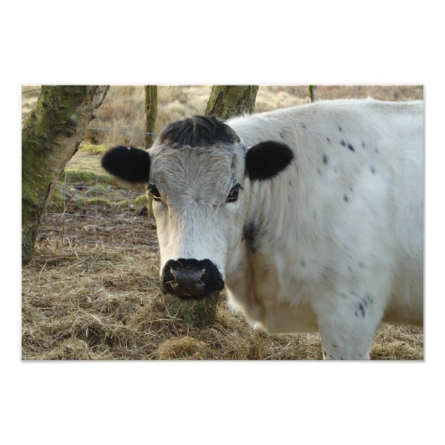 White Cow Portrait Photo Print (Front)