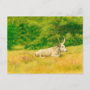 White Cow Watercolor Postcard