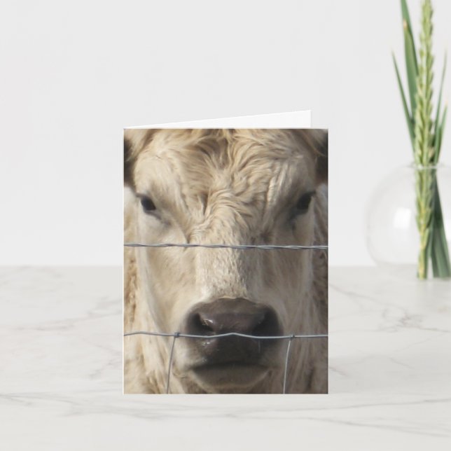 White Cow - Western Change of Address Announcement (Front)