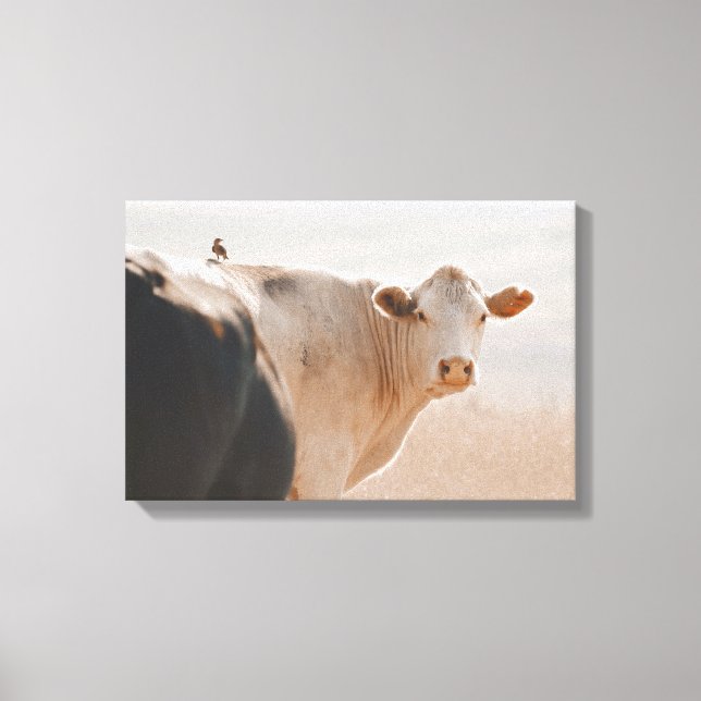 White Cow With Little Bird On Back Canvas Print (Front)