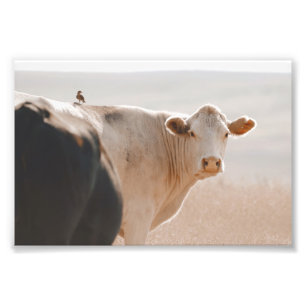 White Cow With Little Bird On Back Photo Print