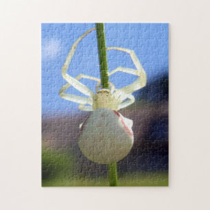 White Crab Spider Photo Puzzle with Gift Box