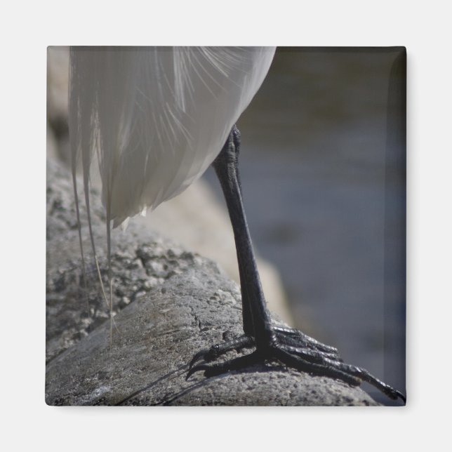 White Crane Bird Feet Photo Magnet (Front)