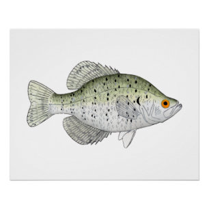 White Crappie Poster