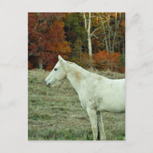 White Cream Horse in an Autumn Field Postcard