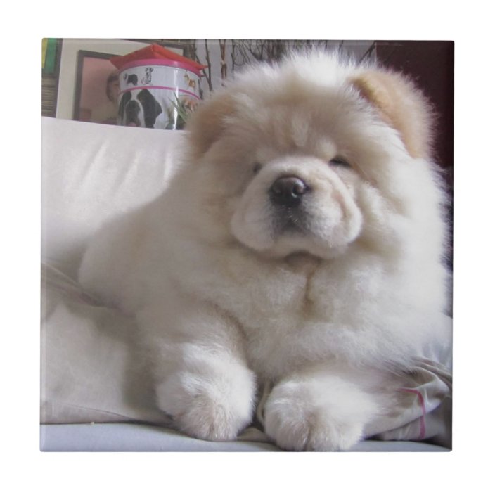 White Cream Puff Chow Chow Puppy Tile Zazzle.co.uk